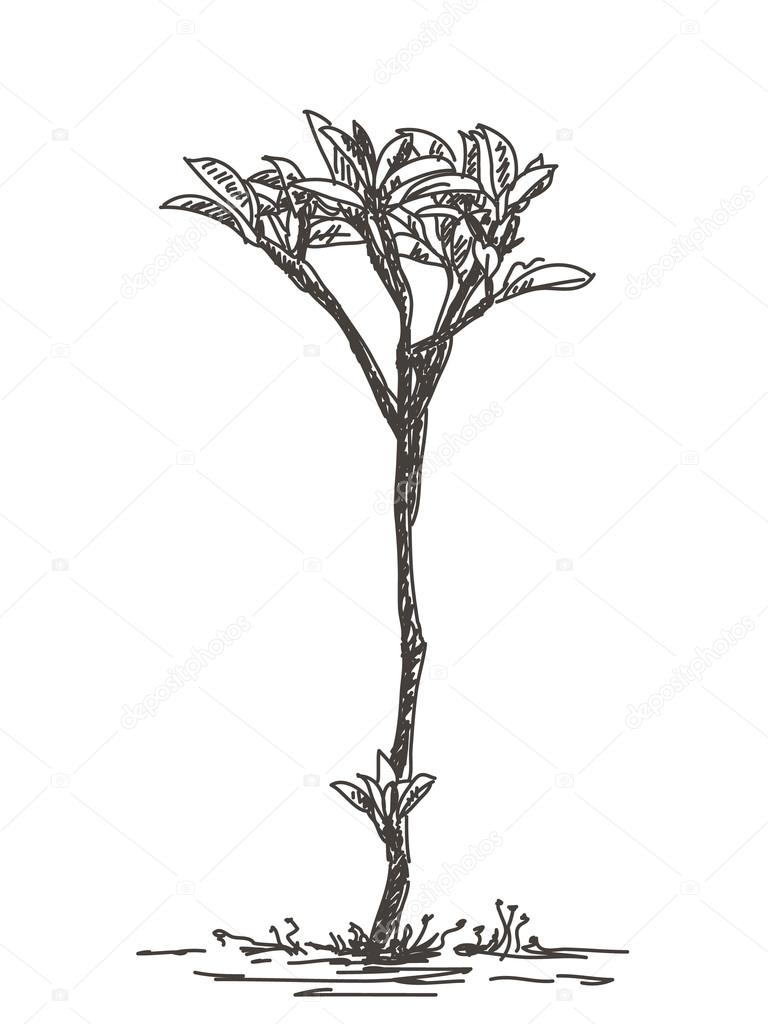 small plant in earthenware cartoon vector and illustration black and  white hand drawn sketch style isolated on white background 3602897  Vector Art at Vecteezy