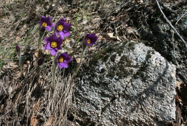 Mor Pulsatilla çiçekler