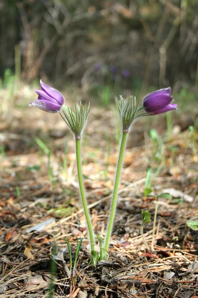 Purple Pulsatilla flowers — Stock Photo, Image
