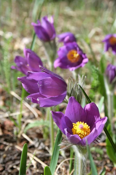 Purple Pulsatilla flores —  Fotos de Stock