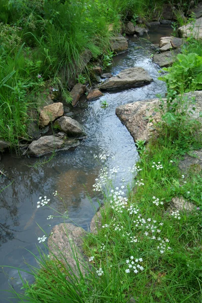 Flores cerca del arroyo —  Fotos de Stock