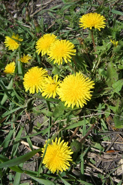 Flores amarillas de dientes de león —  Fotos de Stock