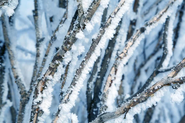 Fryst växt i snö — Stockfoto