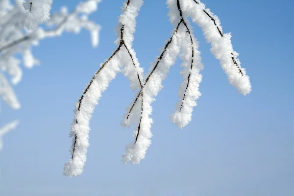 De vertakking van de beslissingsstructuur in sneeuw — Stockfoto