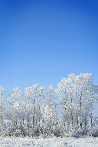 Arbres gelés hiver — Photo