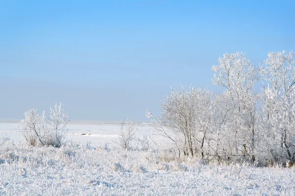 Arbres gelés hiver — Photo