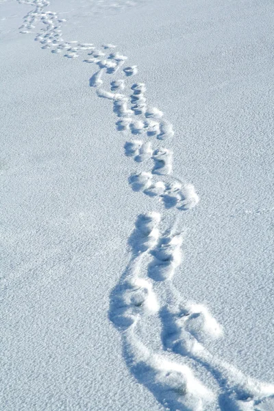 Vinter bana med spår — Stockfoto