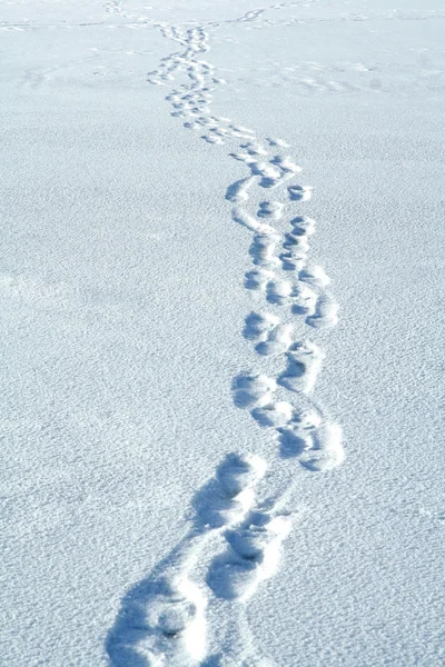 Vinter bana med spår — Stockfoto