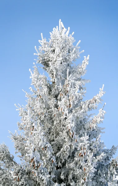 White frozen tree Royalty Free Stock Photos