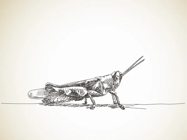 Bosquejo de la ilustración saltamontes — Archivo Imágenes Vectoriales