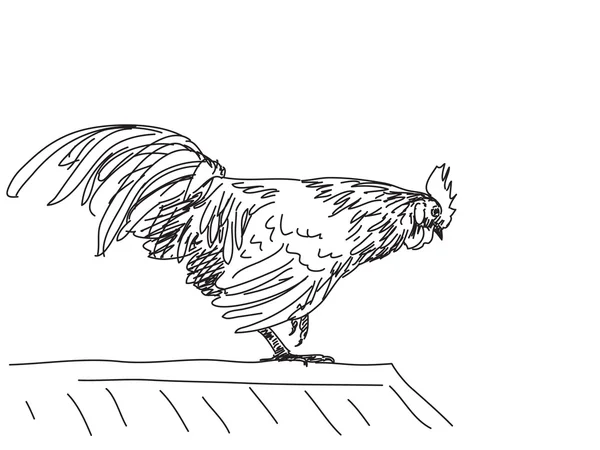 雄鶏図のスケッチ — ストックベクタ