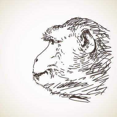 Maymun kafası taslağını