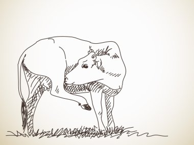 İnek el çizilmiş kroki