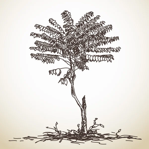 Schets van kleine boom — Stockvector