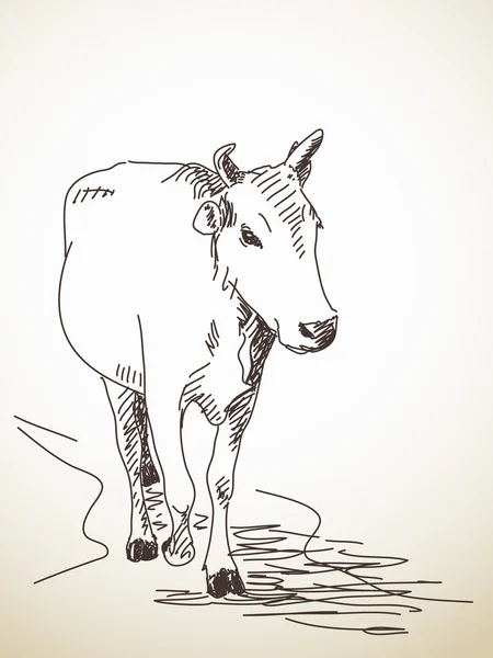 Esboço desenhado à mão de vaca —  Vetores de Stock