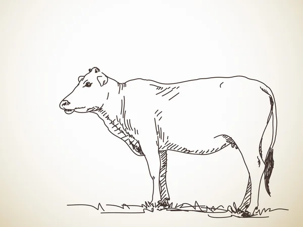 Ilustración dibujada a mano de vaca — Archivo Imágenes Vectoriales