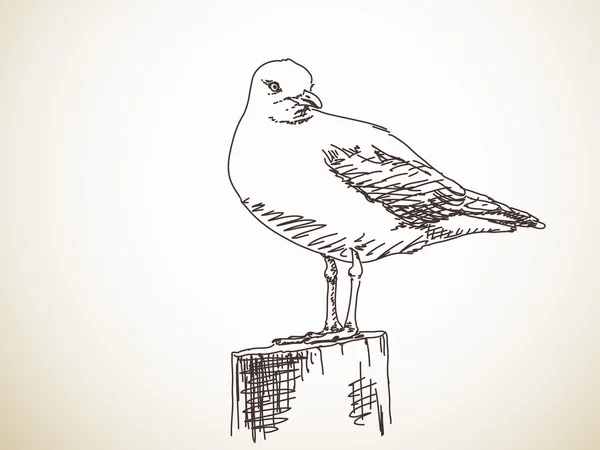 Dibujo dibujado a mano de gaviota — Vector de stock