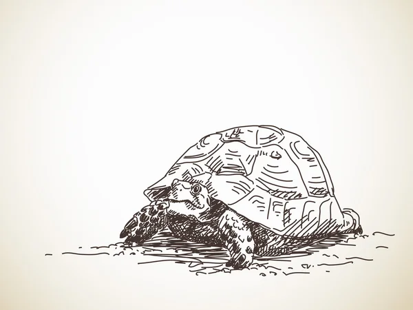 Hand drawn illustration of turtle — Stock Vector