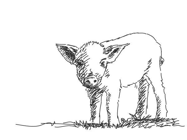 Domestic Pig Sketch — Stockový vektor