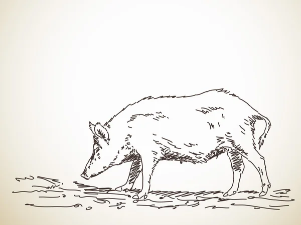 Manger du porc domestique — Image vectorielle