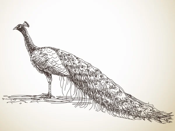 Sketch of beautiful peacock — Stock vektor