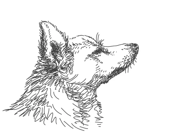 Croquis du museau de chien — Image vectorielle