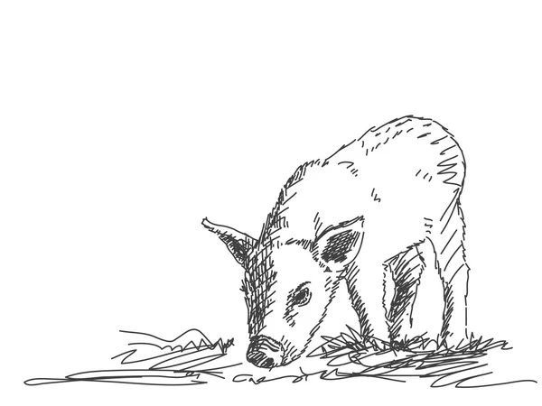 Domestic Pig Sketch — Stok Vektör
