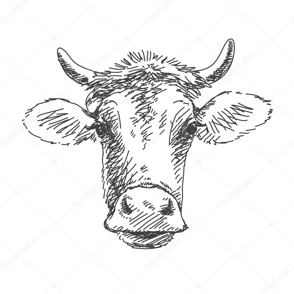 Sketch of cow head — Stock Vector © OlgaTropinina #90474960