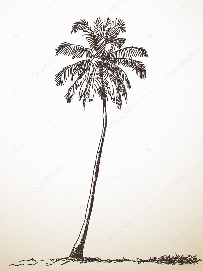 Palm trees on the beach drawing Royalty Free Vector Image