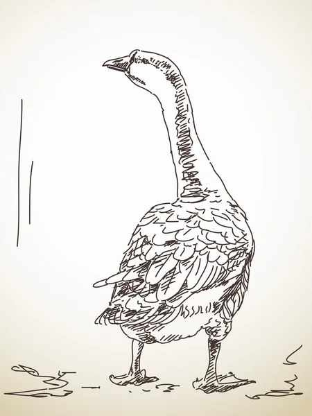 Mano dibujada de ganso de la espalda — Vector de stock