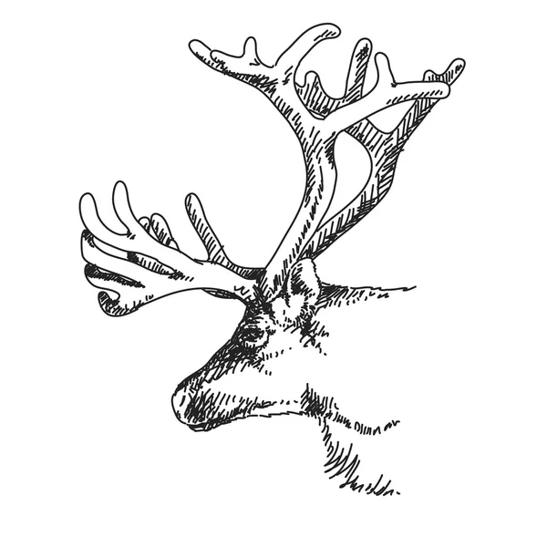 Rendieren hoofd met grote hoorns — Stockvector