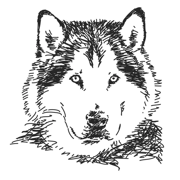 Portret psa Husky — Wektor stockowy