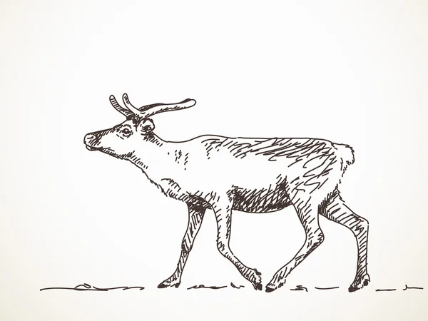 Боку звернено оленів — стоковий вектор