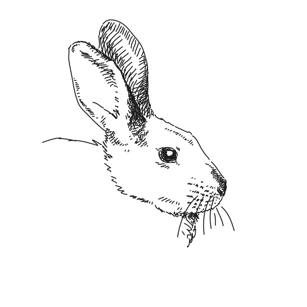 Rabbit portrait with big eye — Stock Vector