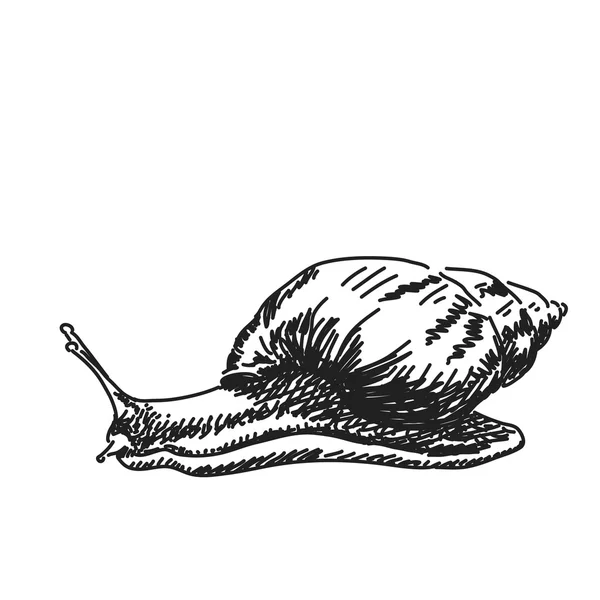 Συρμένο χέρι σκίτσο του σαλιγκαριού — Διανυσματικό Αρχείο