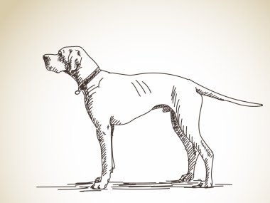 Güzel köpek taslağını