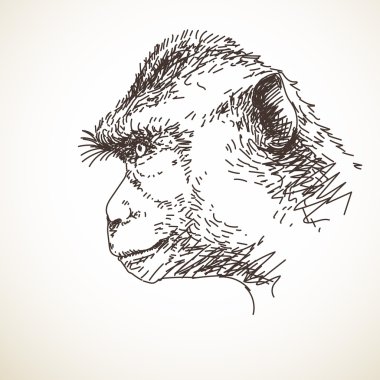 Maymun kafası taslağını