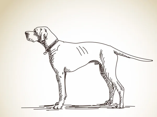 Skizze eines schönen Hundes — Stockvektor