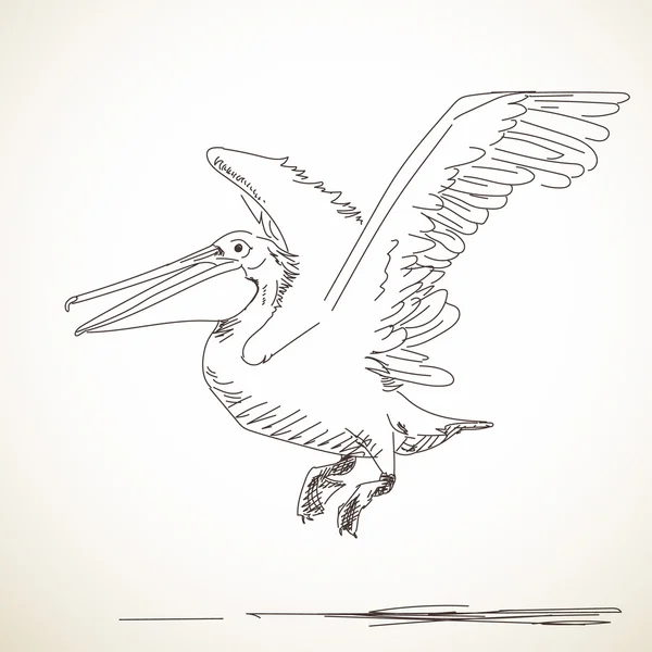 Skizze eines fliegenden Pelikans — Stockvektor
