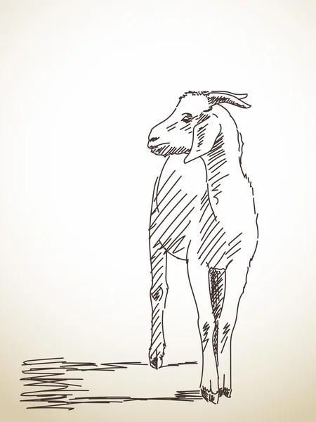 Skizze einer stehenden Ziege — Stockvektor