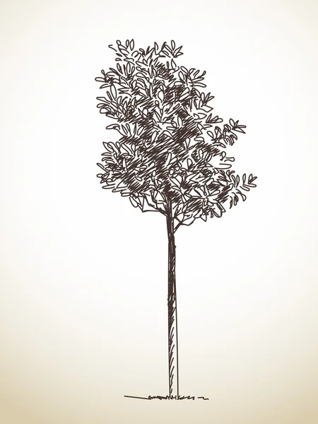 草绘的树的剪影 — 图库矢量图片