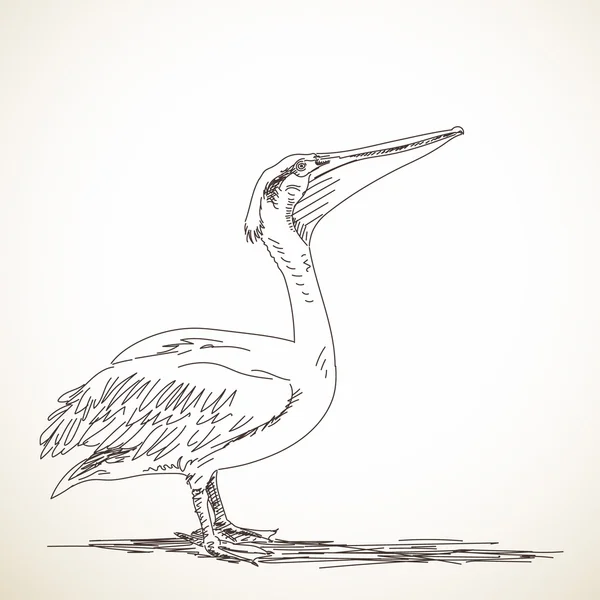 Sketch of standing pelican — Stock Vector