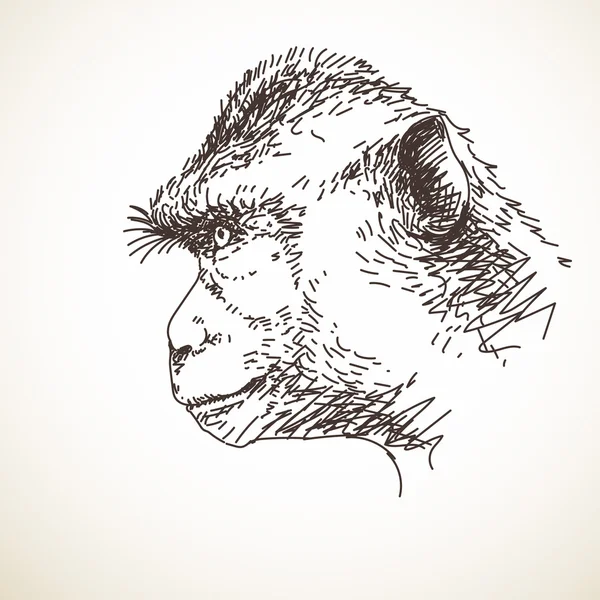 원숭이 머리의 스케치 — 스톡 벡터