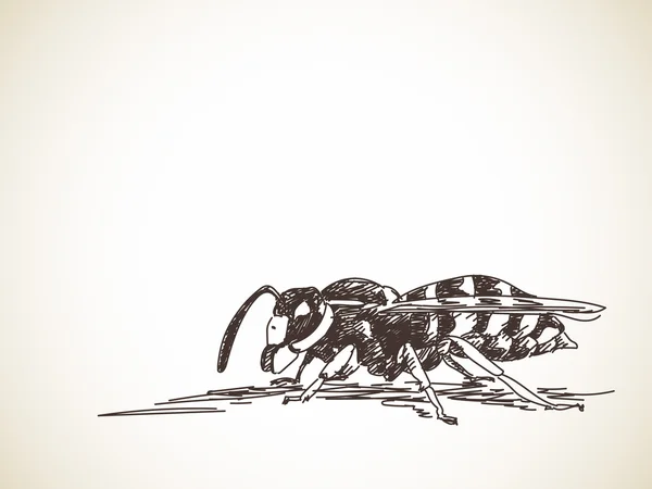 Эскиз полосатой осы — стоковый вектор