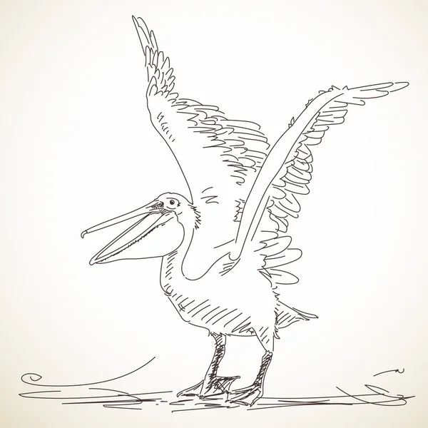 Pélican aux ailes déployées — Image vectorielle