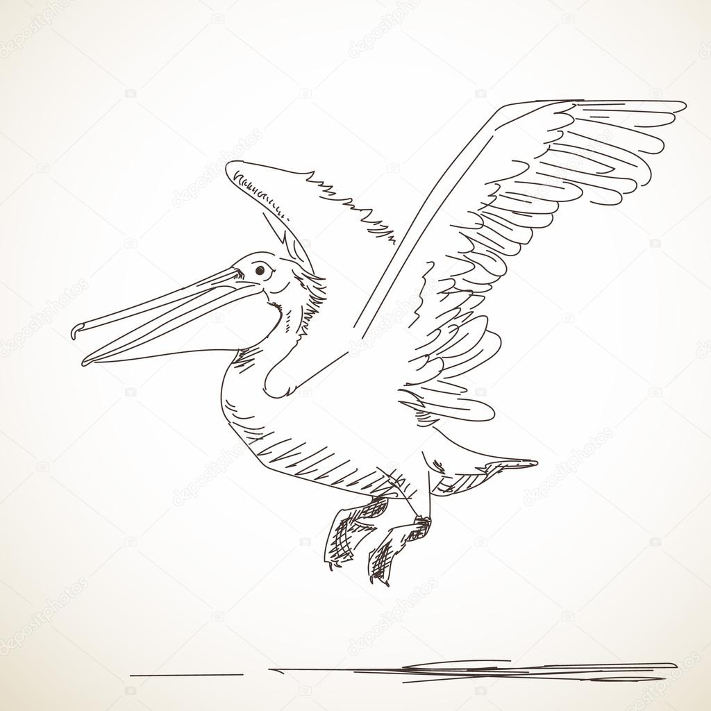 sketch of flying pelican