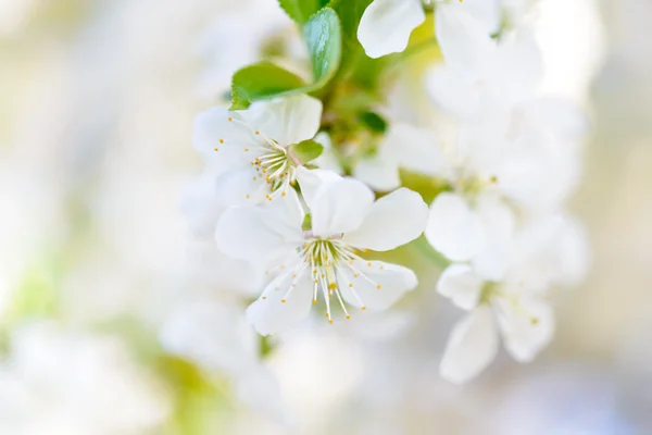 Lente bloei van kersen bloemen op heldere onscherpe achtergrond — Stockfoto