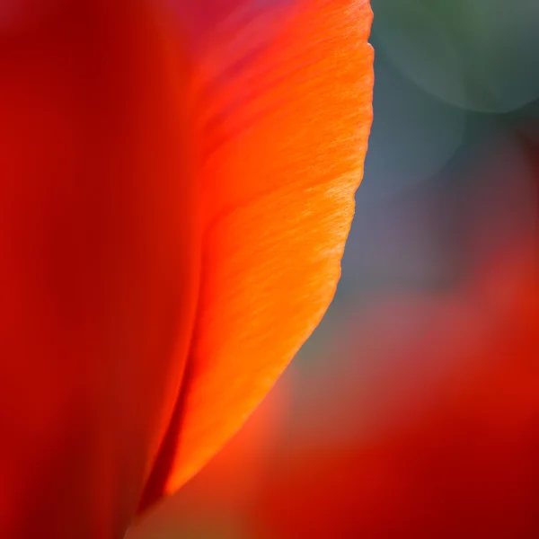 Макро-изображение ярко-красных лепестков тюльпана в мягком стиле — стоковое фото