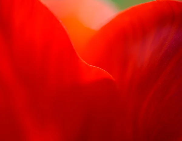 Imagem macro de pétalas de tulipa vermelha brilhante em estilo macio — Fotografia de Stock
