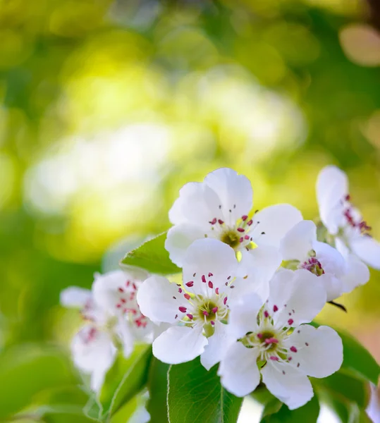 Spring Blossoming Pear Flowers on Bright Blurred Background — Stock Photo, Image